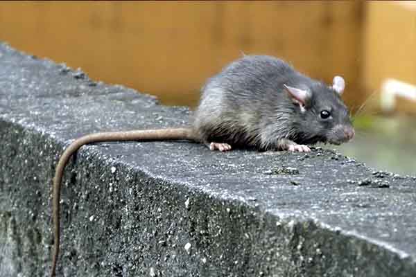 Ratos? Como identificar a presença de roedores na sua casa!