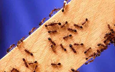 Formigas e os riscos que podem causar em nossa saúde!