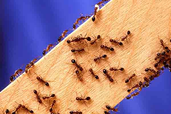 Formigas e os riscos que podem causar em nossa saúde!