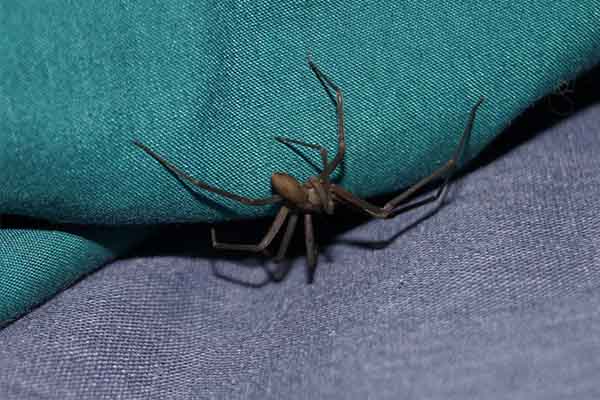 Ciclo de vida da aranha marrom e como se prevenir?